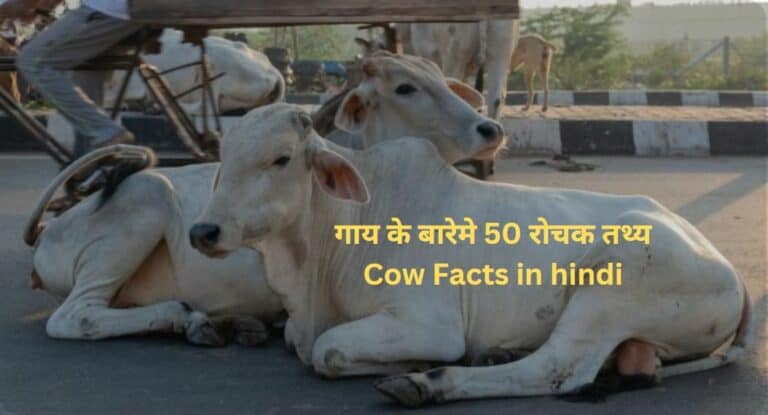 गाय के बारेमे 50 रोचक तथ्य | Cow Facts in hindi