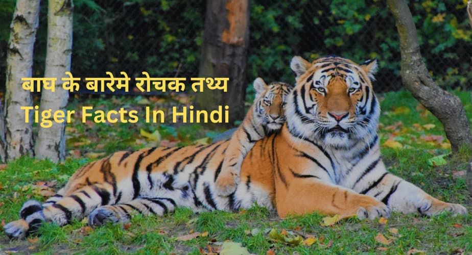 बाघ के बारेमे 46 रोचक तथ्य | Tiger Facts In Hindi