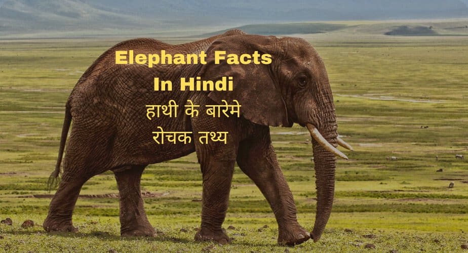 हाथी के बारेमे 50 रोचक तथ्य | Elephant fact in hindi